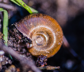 Snail shell
