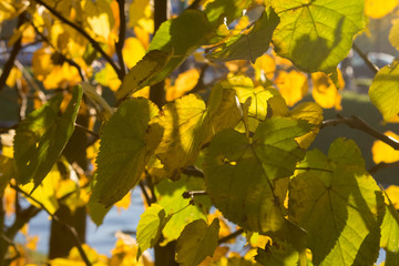 yellow leaves with backlight