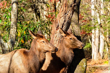 Pair of Elk Enjoying the Sun