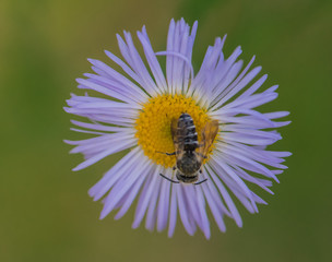 Bee on purple flower