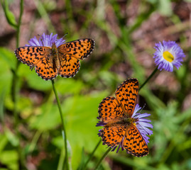 Orange butterfly on purple flower