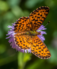 Orange butterfly on purple flower