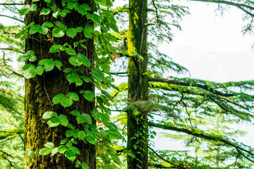 creeper vines on a tree trunk