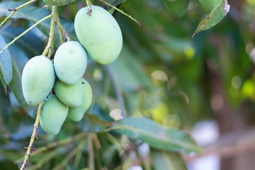 Bunch of fresh green Mangoes hanging on the mango tree with nature blurred background and copy space.