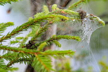 Female water spider (Argyroneta aquatica) guards the offspring hatched from eggs, in a nest of cobwebs, on spruce branches. Arachnophobia.