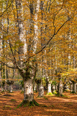 Beech forest in autumn a sunny day