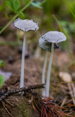 Mushroom in the forest