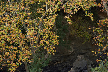  landscape of plane trees in Autumn.