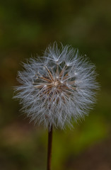 Dandelion seed head in summer