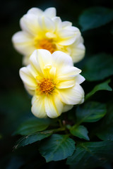white dahlia flower with yellow center. intentional shallow depth of field for a soft look. dark background and green foliage and leaves