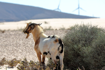 Wild goat in the desert near Corralejo dunes