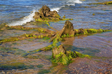 Fototapeta na wymiar Large old wood stumps in the water on the sea coast.