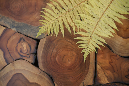 Holz mit Farn
