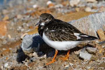 Tournepierre &agrave; collier (Arenaria interpres)