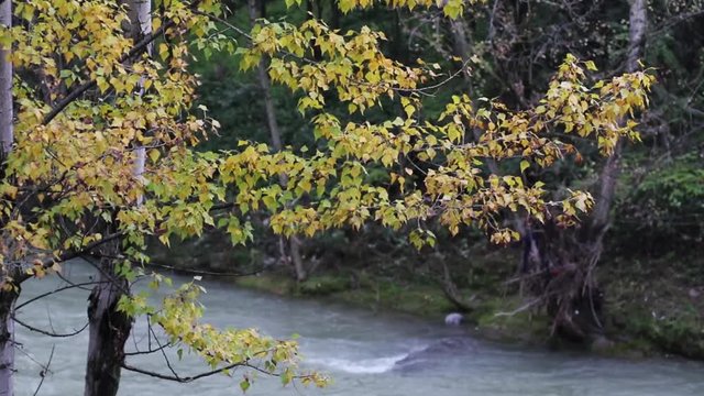 Fiume in piena dopo tanta pioggia autunnale. Concetto di condizioni atmosferiche.