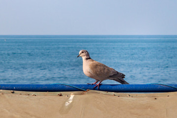 Eurasian collared dove (Streptopelia decaocto) near the Mediterranean sea coast in the Beirut, Lebanon.