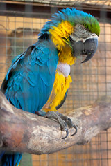 The blue-yellow macaw parrot (Ara ararauna) on the branch in aviary.