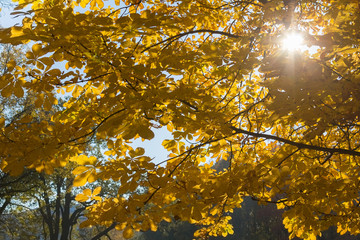 the sun's rays make their way through the leaves of linden