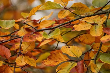 herbstliches Blattwerk an einem Zweig
