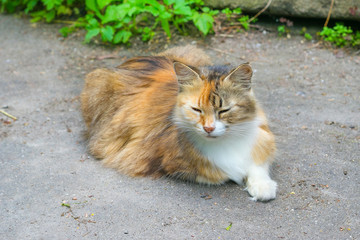 Obraz premium Beautiful ginger cat in the street.