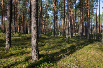 Obraz premium pine forest on a sunny day
