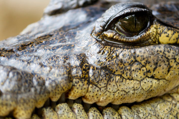 Mirada de cocodrilo