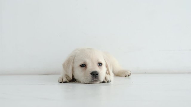 Portrait of resting labrador puppy on a white floor at home