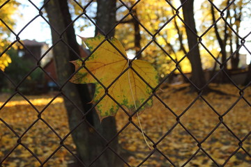 autumn leaves on fence