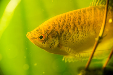 Gourami fish