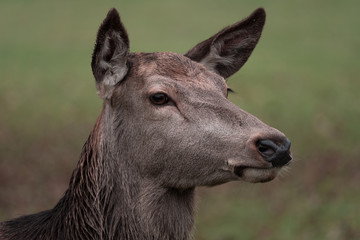 Fototapeta premium portrait of alert deer