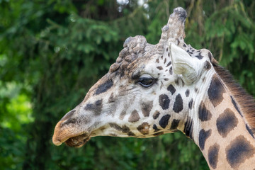 Profile of a jiraffe head