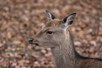 young deer portrait