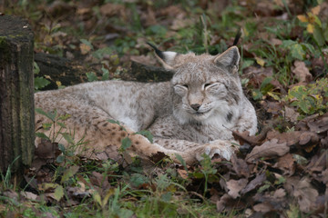 lynx bobcat sleeping on forest floor