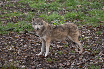 wolf looking into camera