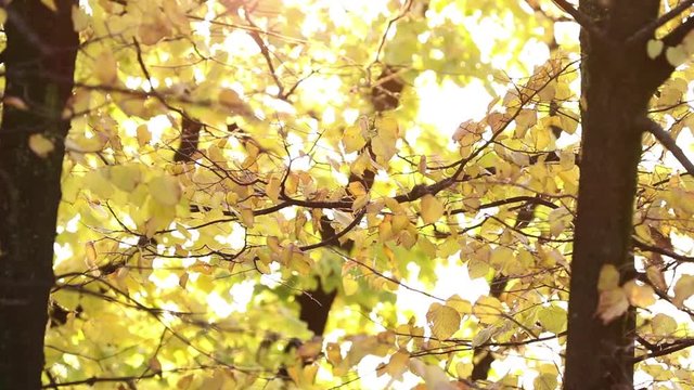 Video of tree in Garden or outdoor with fall colours. Selective focus. minimal concept.