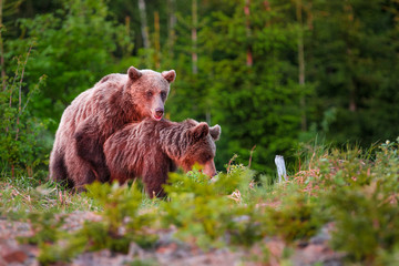 Close-up of two young Eurasian brown bears in boreal forest, Slivakia