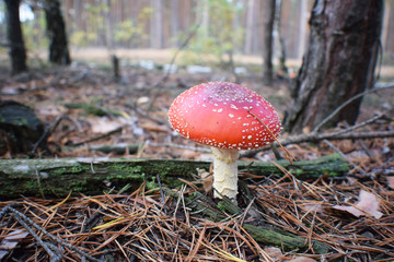śmiertelnie trujące grzyby rosnące na pięknym mchu