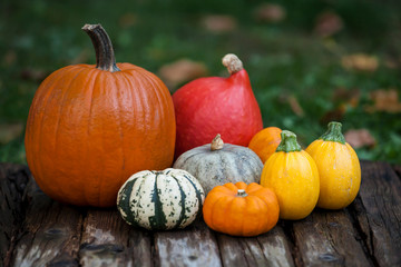 Autumn still life with colorful decorative pumpkins on a wooden board -Autumn, Helloween, agriculture concept.