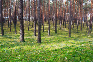 Fototapeta na wymiar pełen drzew las z mchowym dywanem