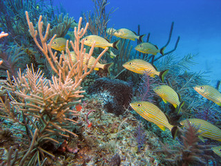 Blue Striped Grunts (Haemulon sciurus)
