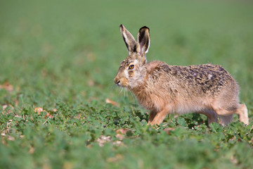 European hare, Lepus europaeus,