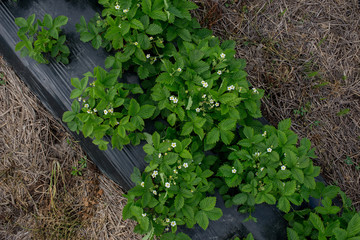 young strawberry farm field, Ukraine.