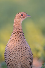 Common Pheasant (Phasianus colchicus) - female