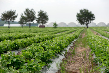 young strawberry farm field, Ukraine.