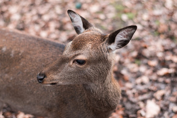 sika deer on autumnal leaves