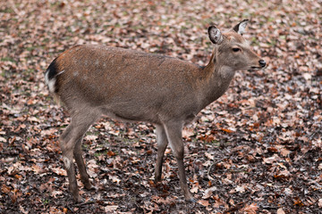 sika deer on autumnal leaves