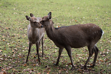 sika deer
