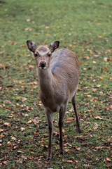 sika deer