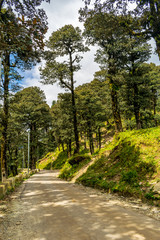 Fototapeta na wymiar A road to Jalori Pass, Tirthan Valley, Himachal Pradesh, India
