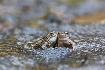 Common frog Rana temporaria